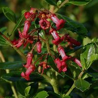 Escallonia rubra 'Crimson Spire' - 40-50 cm pot
