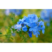 Pianta di plumbago, vaso 18 H100 cm, foto reali