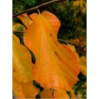 Arbre de fer Pot de 30L/35L