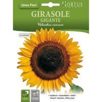 Girasole géant autoporté