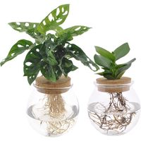 Duo Monstera Adansonii et Clusia en Bol Verre Lot de 2 Plantes d’Intérieur 12 cm 30 cm - PANGIVO