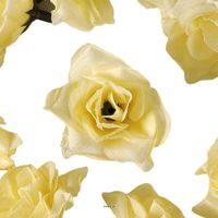 têtes de rose Artificielle X 24 Champagne D 5 cm pour Boule de rose - couleur: Crème