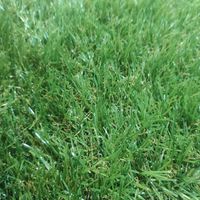 Comercial Candela – Gazon synthétique 1x2m 20mm – Doux et luxuriant – Résistant aux UV et intempéries – Système de drainage intégré