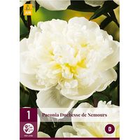 Pivoine duchesse de nemours – Fleur blanche – Hauteur 90 cm – Floraison de mai à juin – Plantation de mars à mai – JUB