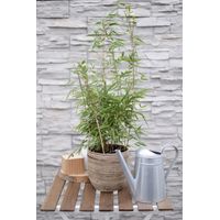 Fargesia rufa bambou non traçant plante ornementale compacte pot 29 cm hauteur 80 cm - PANGIVO