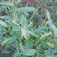 Saule à trois étamines (Salix triandra)