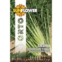 Semillas de achicoria gigante de Chioggia girasol
