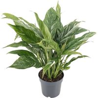 Diamond Variegated Plante d’intérieur feuillage panaché pot 14 cm hauteur 55 cm - PANGIVO