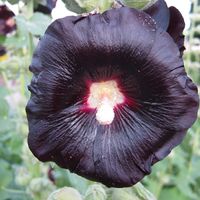 4 x Rose trémière - Alcea rosea 'Nigra' - godet 9x9 cm