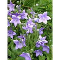 Platycodon grandiflorus 'Mariesii' Godet de 7/8 cm