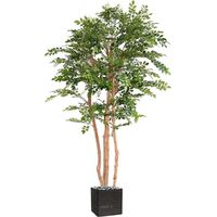 Acacia artificiel eco 4 troncs Naturels en pot H 200 cm Vert - dimhaut: H 200 cm - couleur: Vert