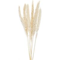 ANDREA HOUSE AX70127 Ramo Flor Phragmitos Bl.(6Uds) 75Cm - ref: AX70127