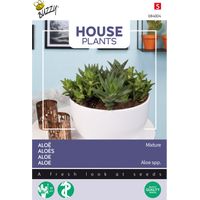 Buzzy House Plants Aloès Mélange Semences - Ca. 5 graines