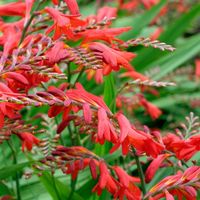 4 x Montbretia - Crocosmia 'Emberglow' - godet 9x9 cm