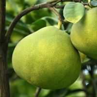 PIANTA DI POMELO O SHADDOCK innesto basso in vaso 20 (foto reali)