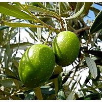 Planta Olivo Variedad Manzanilla. Olea Europaea. 70 - 90 Cm