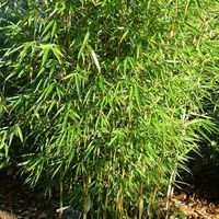 Bambou robusta - Fargesia robusta - 60- 80 cm pot