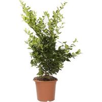Ligustrum Texanum H 80 cm en Pot 18 – Haie Persistante