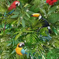 Tropical Jungle Wallpaper Toucan Parrot Bird Pattern Flower Leaves Leaf Muriva
