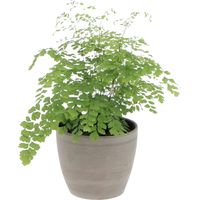 Felce Capelvenere con Vaso in Ceramica Earth - Adiantum Raddianum Fragrans - H 35-40 cm Vaso Ø 14 cm