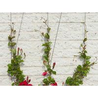 Treillis invisible personnalisable en métal – Dimensions 10 x 0,18 x 0,18 m – Pour tuteur mural plantes grimpantes – Forme personnalisée – Nature