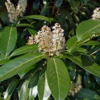 Laurier Cerise Caucasica - Prunus laurocerasus Caucasica 80cm en Pot