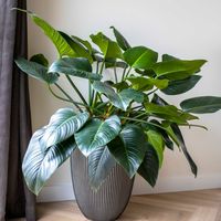 Vaso elegante basso - CAPI EUROPE - GROOVE NL - 34 x 46 cm - Antracite