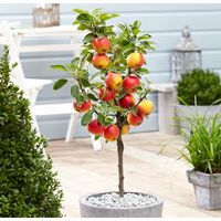 Vivaio Garden Forest – Pommier nain 70cm – Arbre fruitier compact pour petits espaces – Fruits croquants et juteux – Exposition ensoleillée