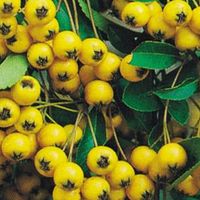 Buisson ardent - Pyracantha 'Soleil D'Or' - 60-80 cm pot