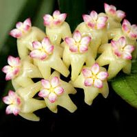 Hoya 'Rindu Rafflesia' – Plante tropicale rare de collection au charme exotique