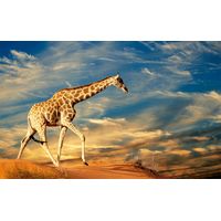 Affiche girafe dans le sable - 60x40cm - made in France