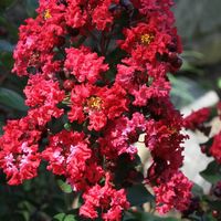 Lilas des Indes Double Dynamite, Lagerstroemia/Pot de 7,5 Litres - 1/4 tige