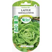 Saatgut Kopfsalat Wunder des Winters BIO Die Grünen Finger