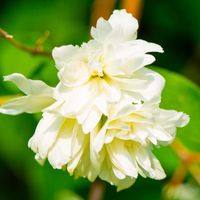 Seringat 'Minnesota Snowflake' (Philadelphus x virginalis 'Minnesota Snowflake')