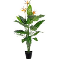 Planta esterlitzia en maceta 600x300x240