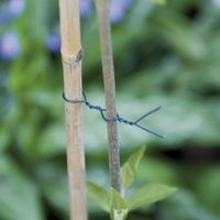 Alambre para árboles NORTENE, 25 m NORTENE
