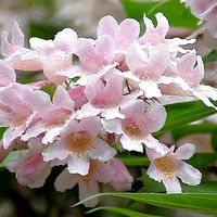 Buisson de beauté 'Pink Cloud' - 30-50 cm pot
