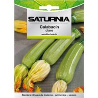 Semillas Calabacin Verde Oscuro (5 gramos)