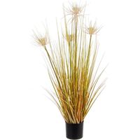 Plante deserto en pot x4 - 9