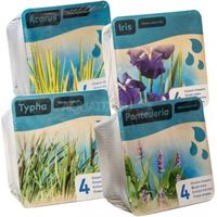 Kit de 2 plantes aquatiques - bassin et fontaine - Butomus