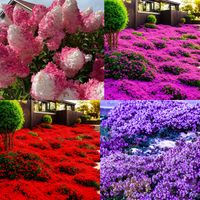10,000 pink thyme seeds + 10,000 red thyme seeds + 10,000 purple thyme seeds + 100 pink hydrangea seeds, hardy decorative plant