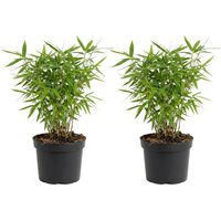 Bloomique - Lot de 2 - Fargesia Rufa - Plante bambou - Non envahissante - Rustique - Persistante - Plante de Jardin - Hauteur 20-40 cm - Pot 14 cm