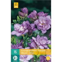 15 FREESIAS DOUBLES BLEUS