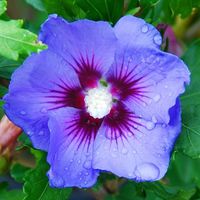 Mauve en arbre - Hibiscus syriacus 'Oiseau Bleu' - 40-60 cm pot