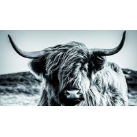 Deco-Panel Bild Cow bw 180 x 100 cm Wandbilder