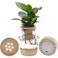 Clusia en Bocal Verre Décoratif Hydroponique avec Couvercle en Liège et LED Ø 12 cm Hauteur 30 cm - PANGIVO