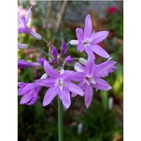 Tulbaghia violacea Godet de 8/9 cm