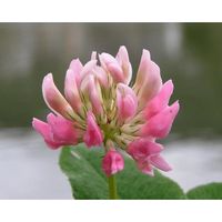 Trèfle hybride 25 kg DAWN trèfle bâtard Trifolium hybridum Semences individuelles
