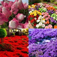 10,000 pink thyme seeds + 10,000 red thyme seeds + 200 pink hydrangea seeds + 1,000 natural mosquito-repellent plant seeds for the garden