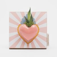 Succulenta e ceramica Made in Italy 13,5x14 Cuoricino Radiale - Rosa